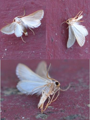 Réf. 306 221 : Acentria ephemerella